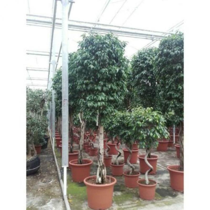 Ficus Benjamina 'columnar' - Treurvijg - Waringin 230-240cm