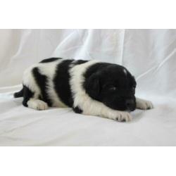 mooie friese stabij pups