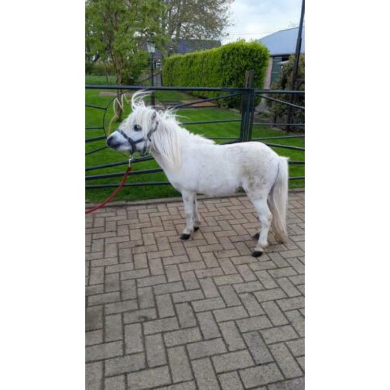 Mini paardje