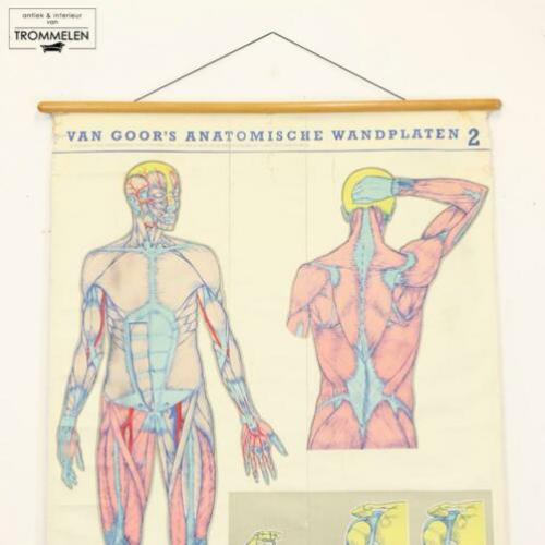 Decoratieve vintage anatomische wandplaat schoolplaat mens
