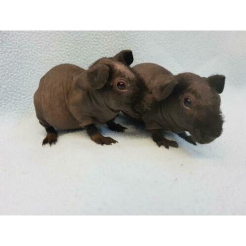 2 skinny cavia zeugjes mogen bijna verhuizen