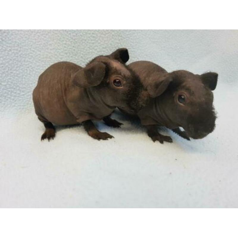 2 skinny cavia zeugjes mogen bijna verhuizen