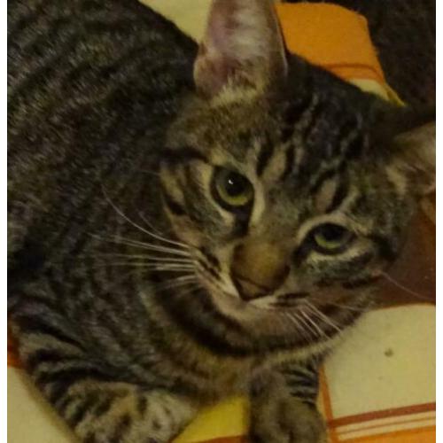 Jarela, Ezra, 29-4-19 gered van de straat