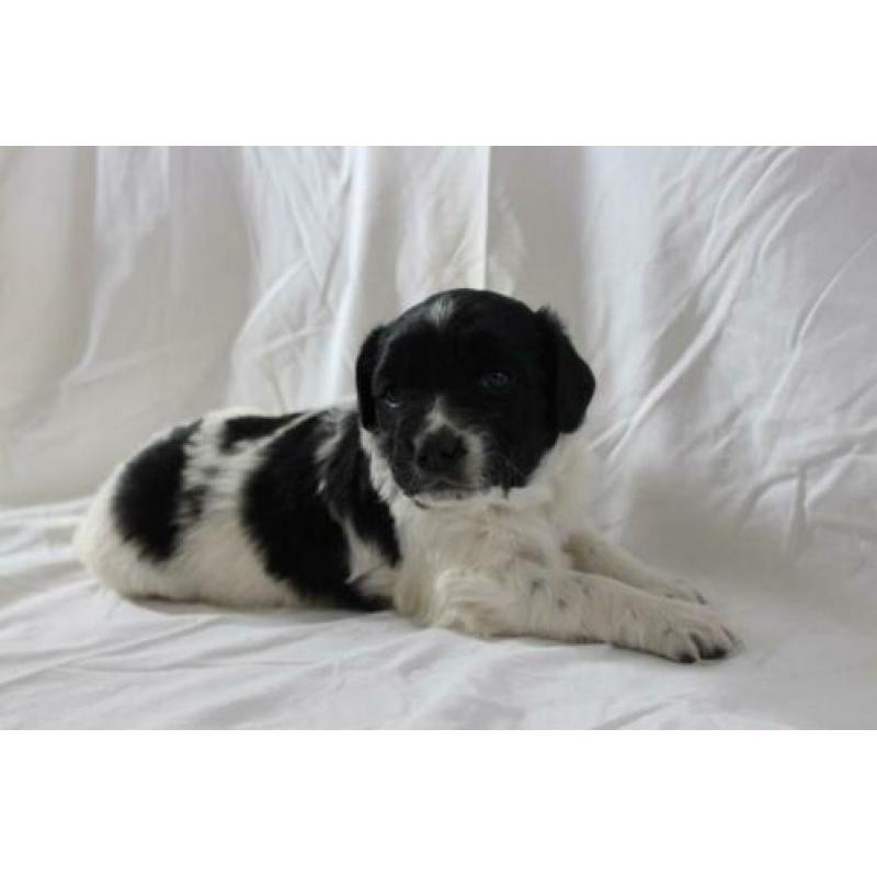 mooie friese stabij pups