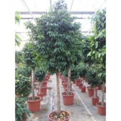 Ficus Benjamina 'columnar' - Treurvijg - Waringin 230-240cm