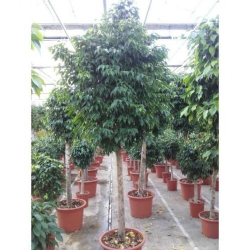 Ficus Benjamina 'columnar' - Treurvijg - Waringin 230-240cm