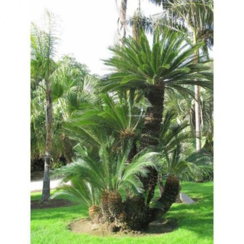 Cycas Revoluta - Vredespalm 240-250cm art31113
