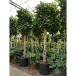 Ficus Benjamina 'columnar' - Treurvijg - Waringin 230-240cm