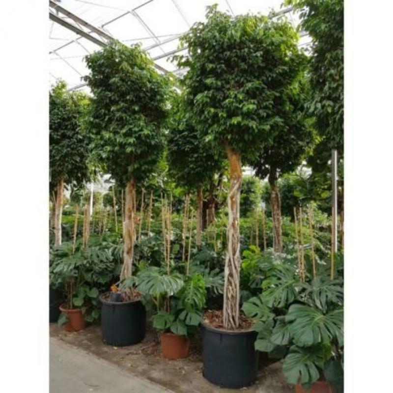 Ficus Benjamina 'columnar' - Treurvijg - Waringin 230-240cm