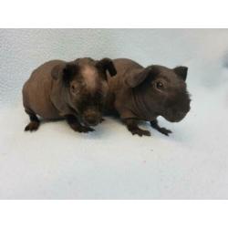 2 skinny cavia zeugjes mogen bijna verhuizen