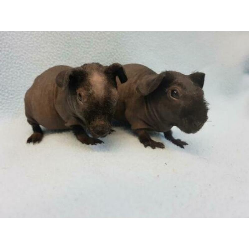 2 skinny cavia zeugjes mogen bijna verhuizen