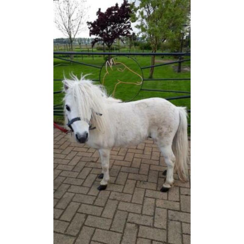 Mini paardje