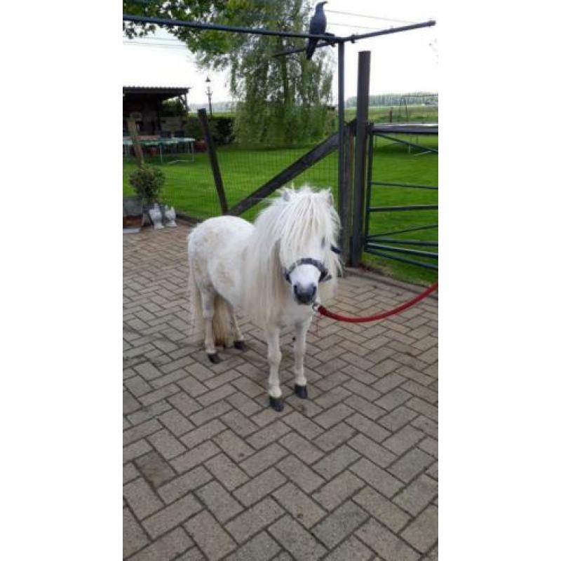 Mini paardje