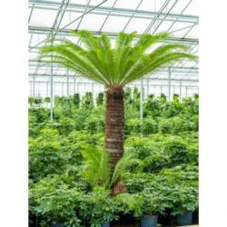 Cycas Revoluta - Vredespalm 240-250cm art31113