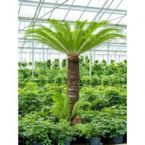 Cycas Revoluta - Vredespalm 240-250cm art31113