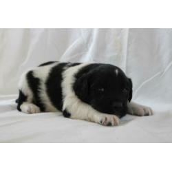 mooie friese stabij pups