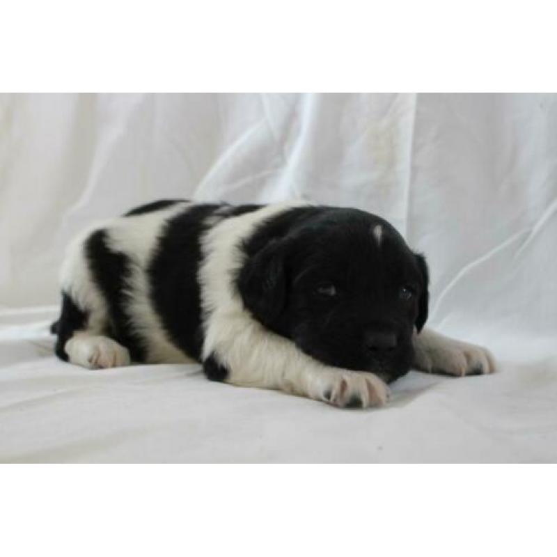 mooie friese stabij pups
