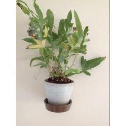 Vintage ADCO Wandbloempot Hangpot Hertshoorn Turquoise Terra