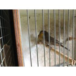 Te koop koppel roodmussen