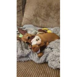 Chihuahua puppy 6 mnd