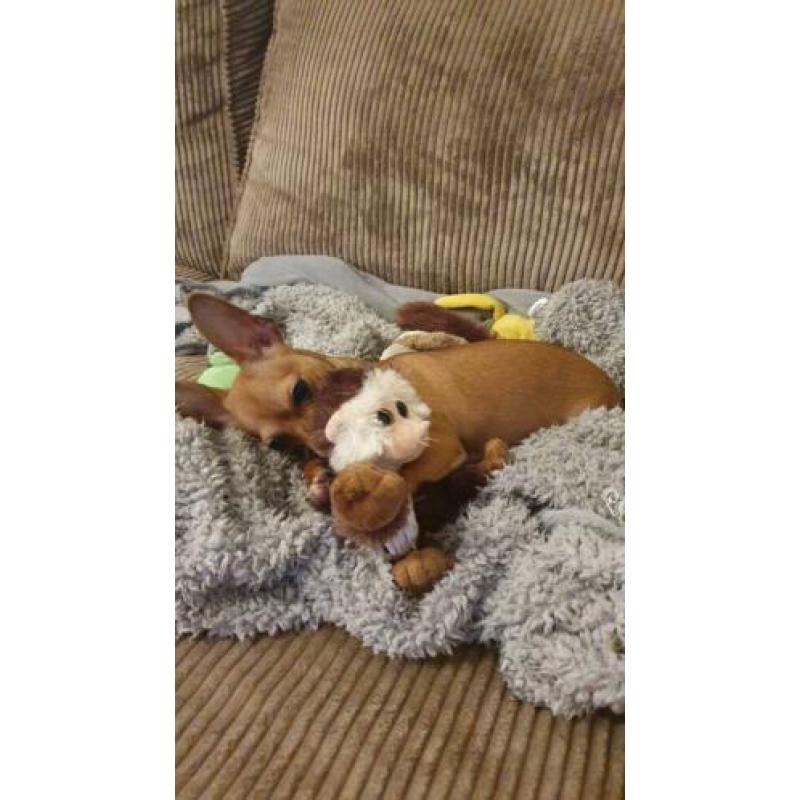 Chihuahua puppy 6 mnd