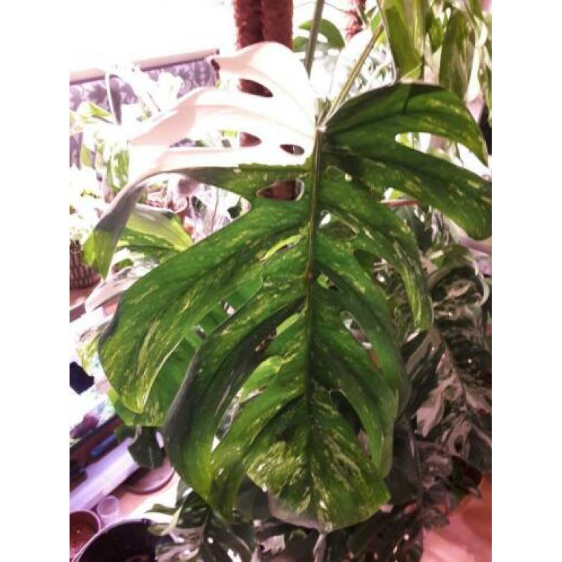 Grote monstera variegata stek met luchtwortel
