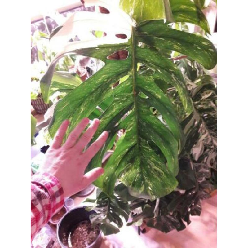 Grote monstera variegata stek met luchtwortel