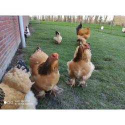 Broedeieren Brahma buff blauw