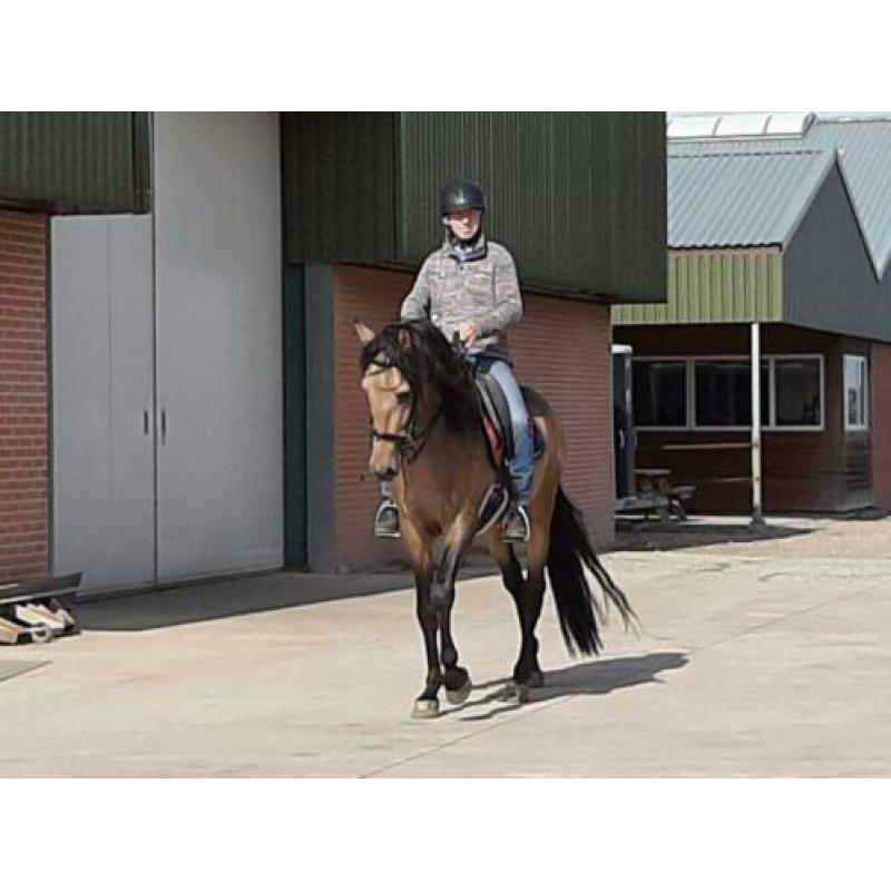 PRE merrie veulen paard