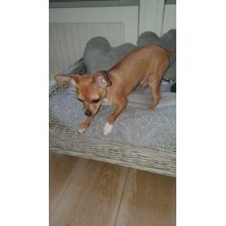 Chihuahua puppy 6 mnd