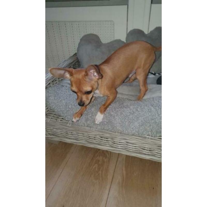 Chihuahua puppy 6 mnd