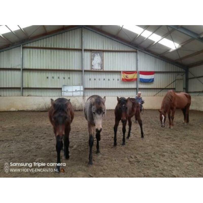 PRE merrie veulen paard