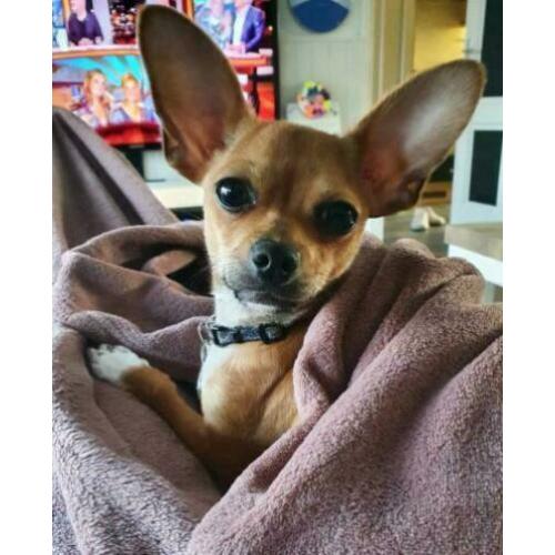 Chihuahua puppy 6 mnd