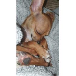 Chihuahua puppy 6 mnd