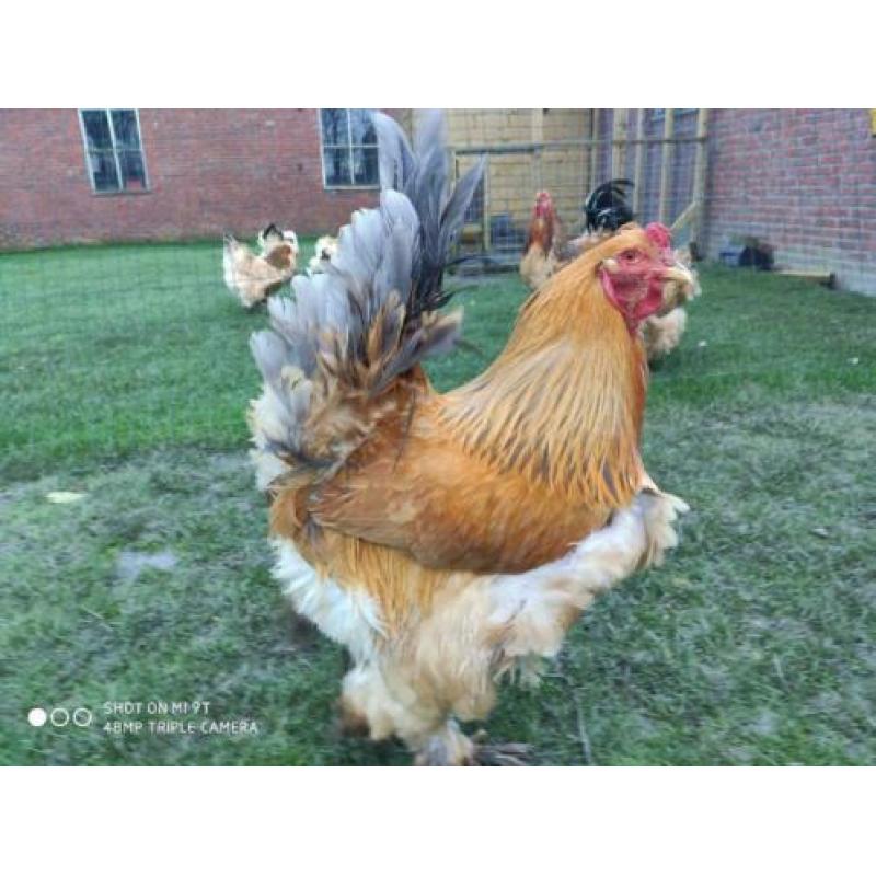 Broedeieren Brahma buff blauw