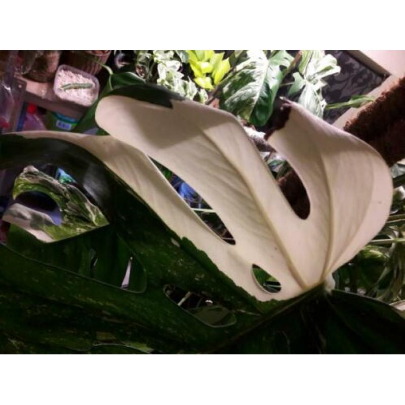 Grote monstera variegata stek met luchtwortel
