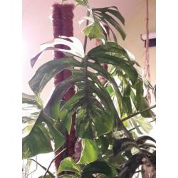 Grote monstera variegata stek met luchtwortel