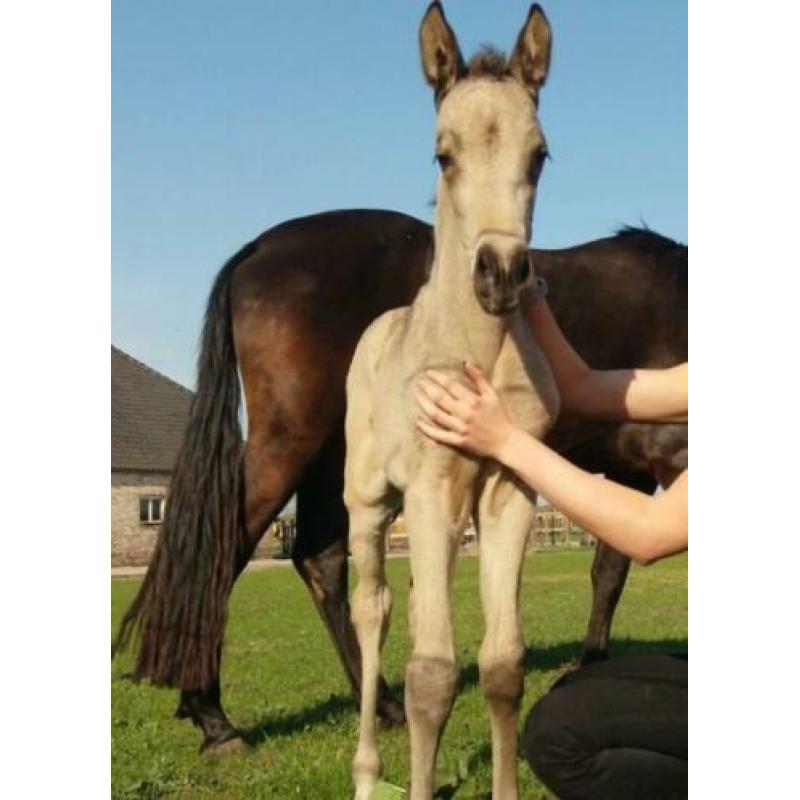 PRE merrie veulen paard