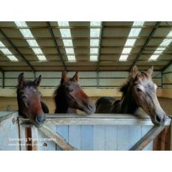 PRE merrie veulen paard