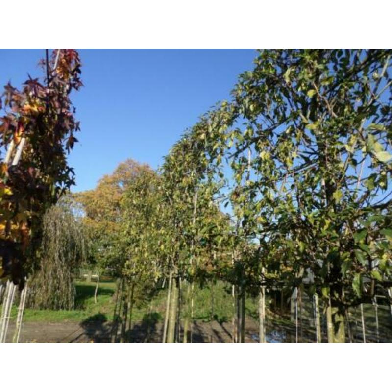 lei-dak en sierbomen