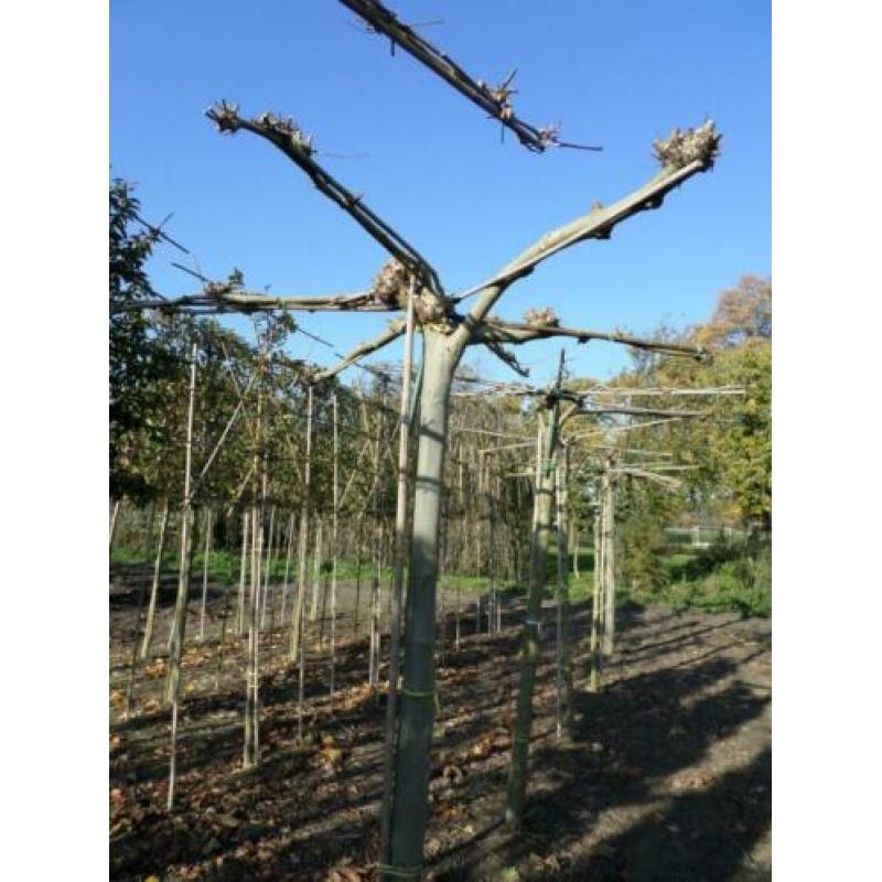 lei-dak en sierbomen