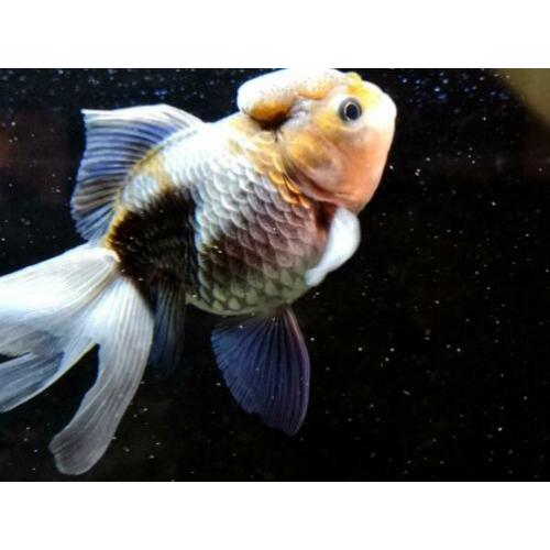 Leeuwenkop XL sluierstaart goudvis (Oranda, bewezen vrouw)