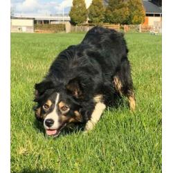Border Collie pups met stamboom