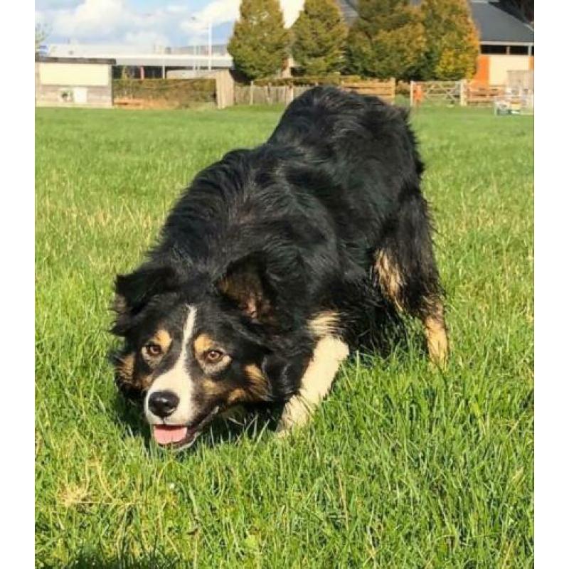 Border Collie pups met stamboom