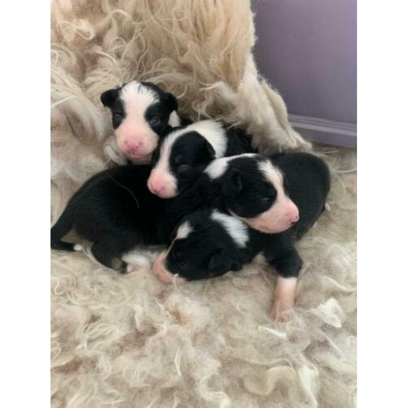 Border Collie pups met stamboom