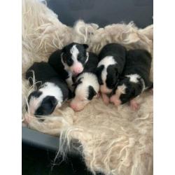 Border Collie pups met stamboom