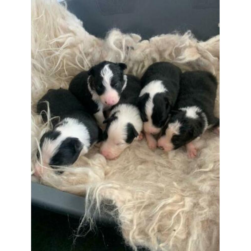Border Collie pups met stamboom
