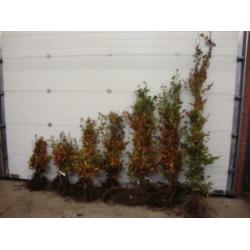Rode beukenhaag planten voor hagen
