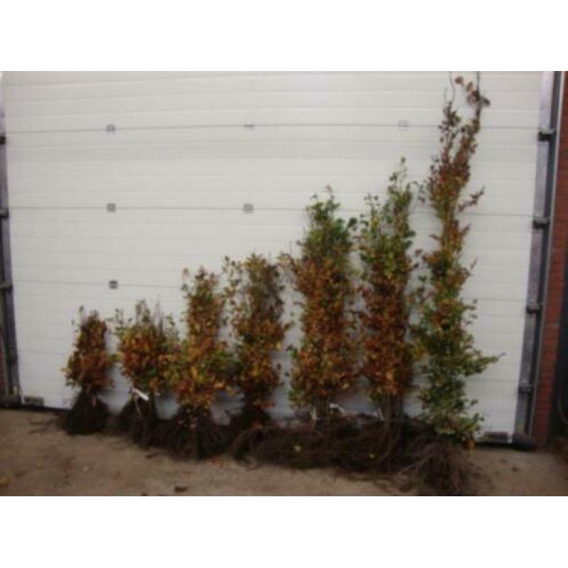Rode beukenhaag planten voor hagen
