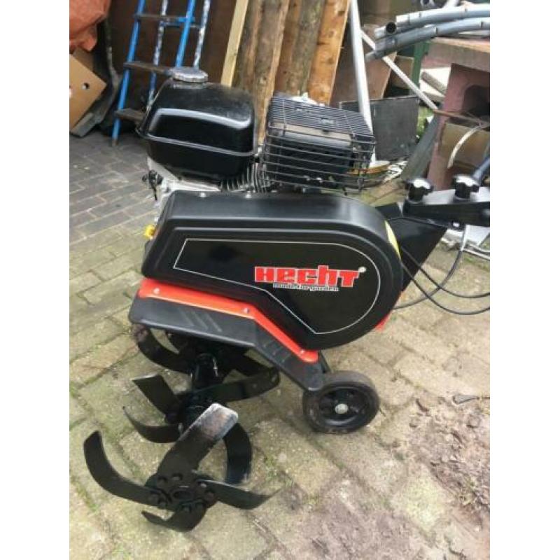 Tuinfrees Hecht